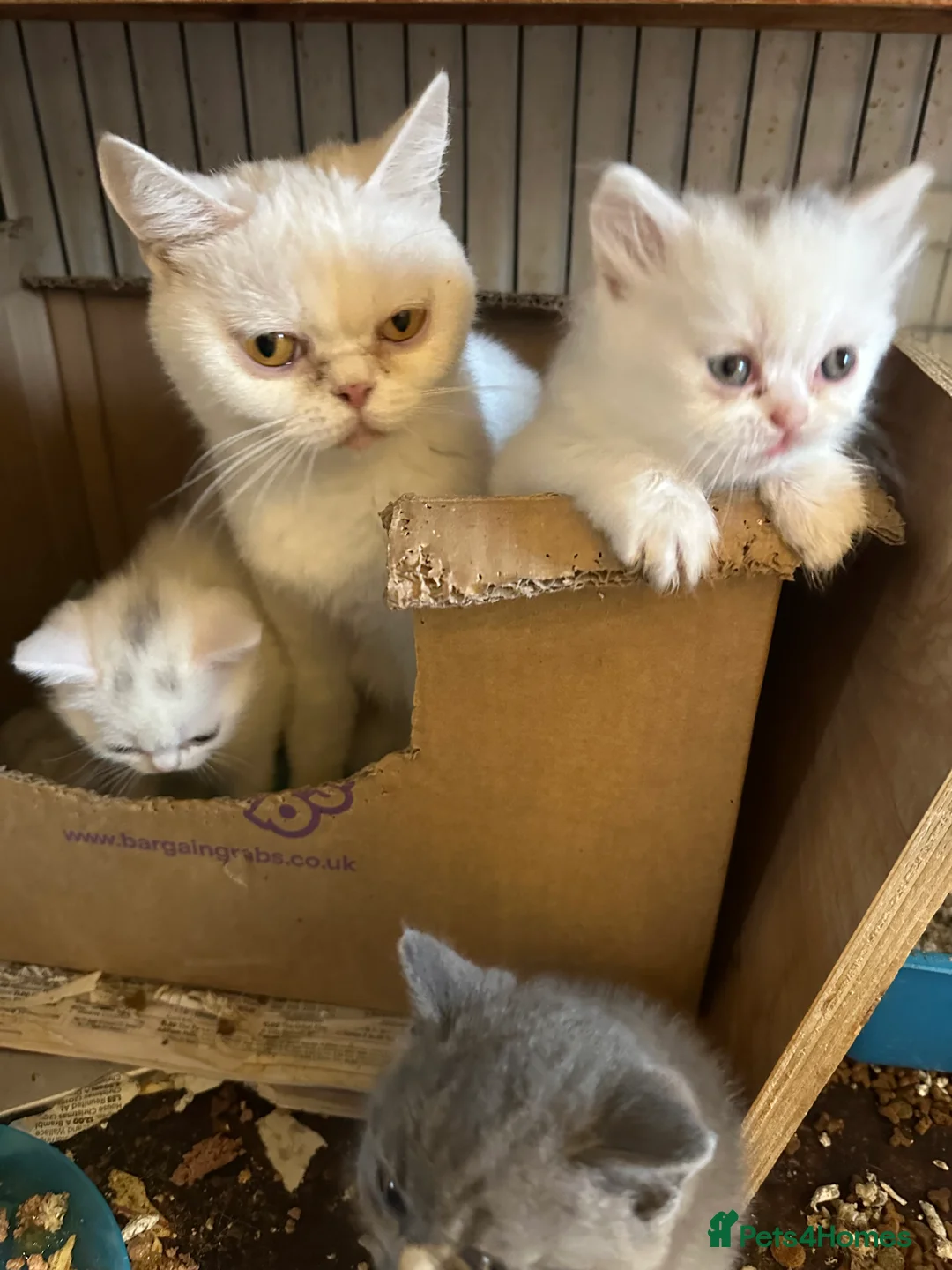 Brazilian Shorthair cats for sale: White British Shorthairs male and female - Advert 5