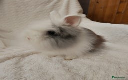 Lionhead rabbits for sale: Mini lion head, double mane, full face in Boston - Image 11