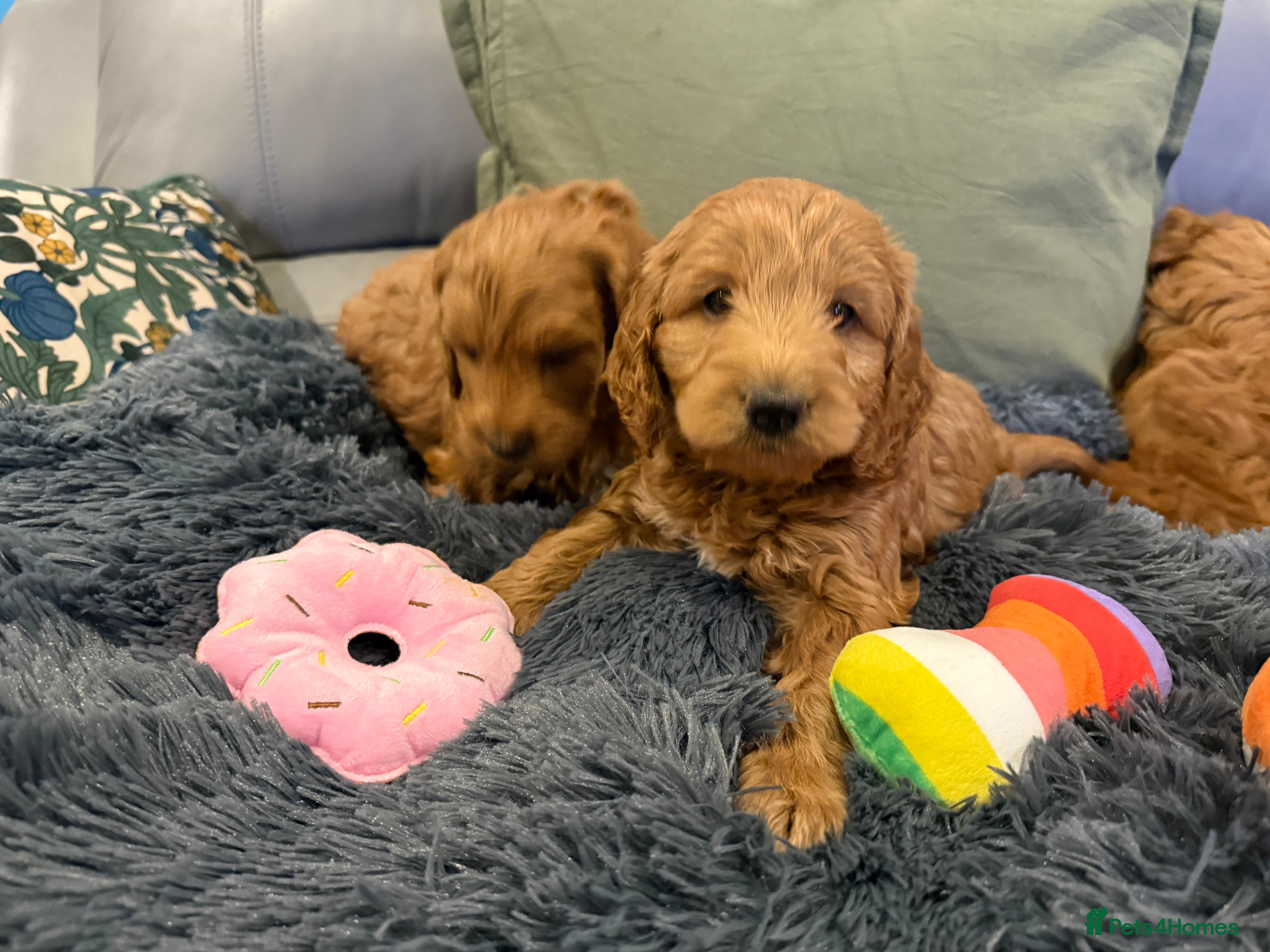 Cockapoo dogs MINI F1b COCKAPOO Puppies - Advert 1