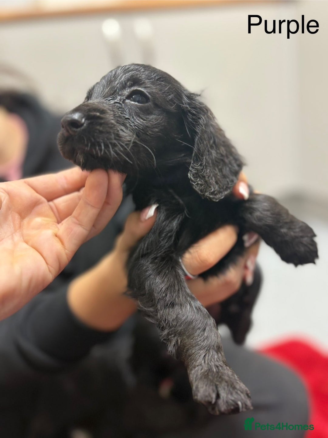 Cocker Spaniel dogs for sale: Working cocker spaniel puppies - Image 4