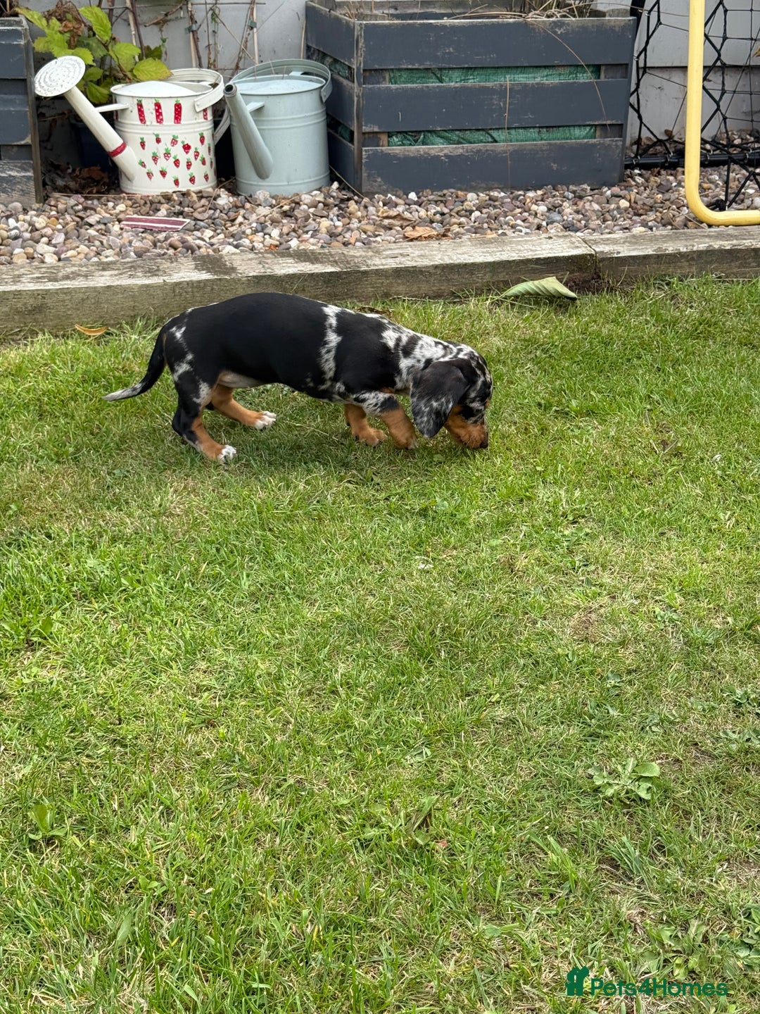 Miniature Dachshund dogs for sale: Miniature dachshund puppies  - Image 4