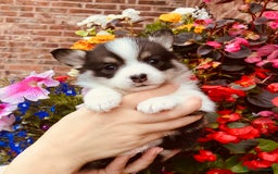 Welsh Corgi Pembroke dogs for sale: Pedigree, health tested parents, licensed breeder - Image 12