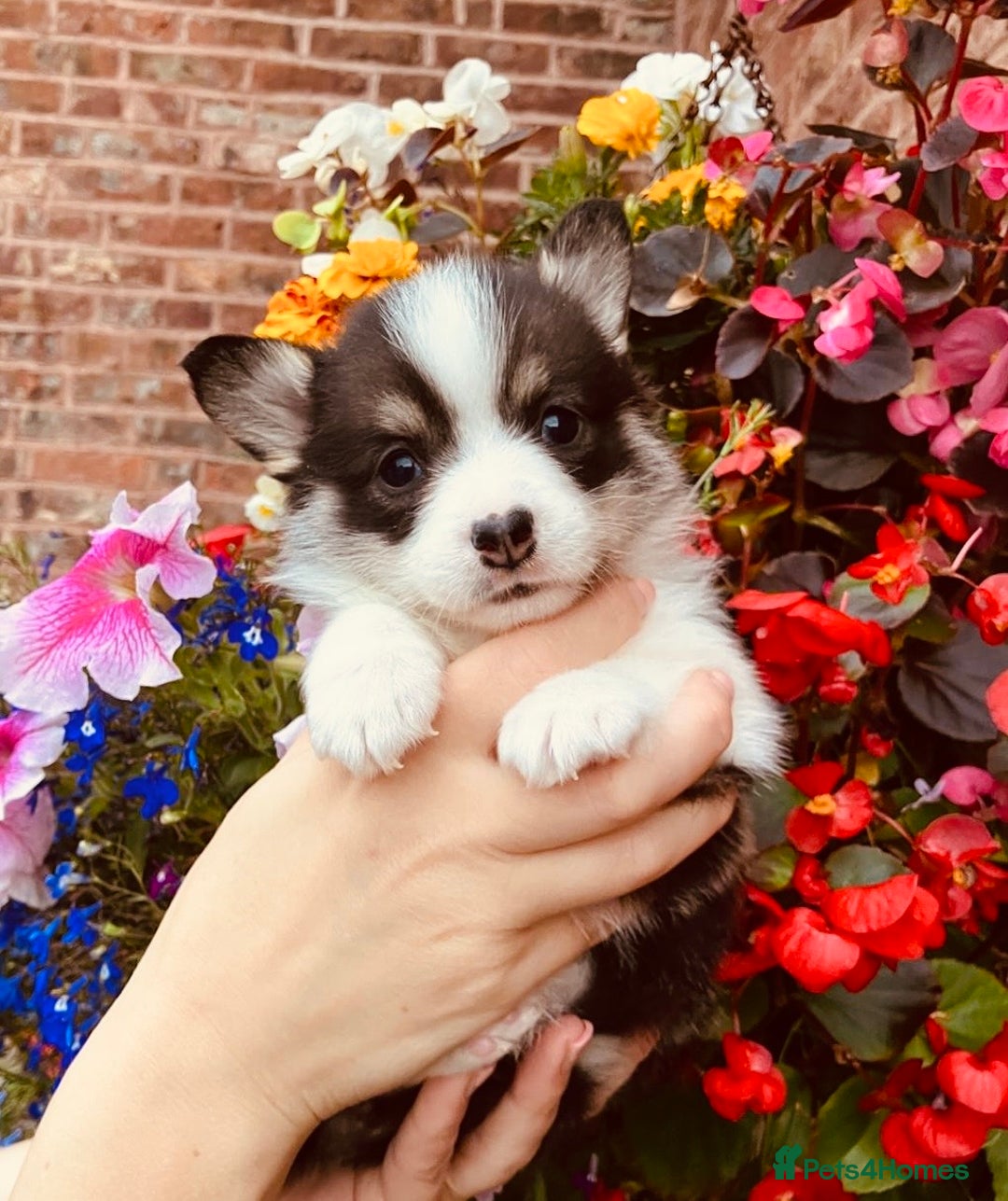 Welsh Corgi Pembroke dogs for sale: Pedigree, health tested parents, licensed breeder - Image 12