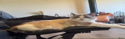 Ragdoll cats for sale: Pure Bread Ragdoll Kittens - Advert 3