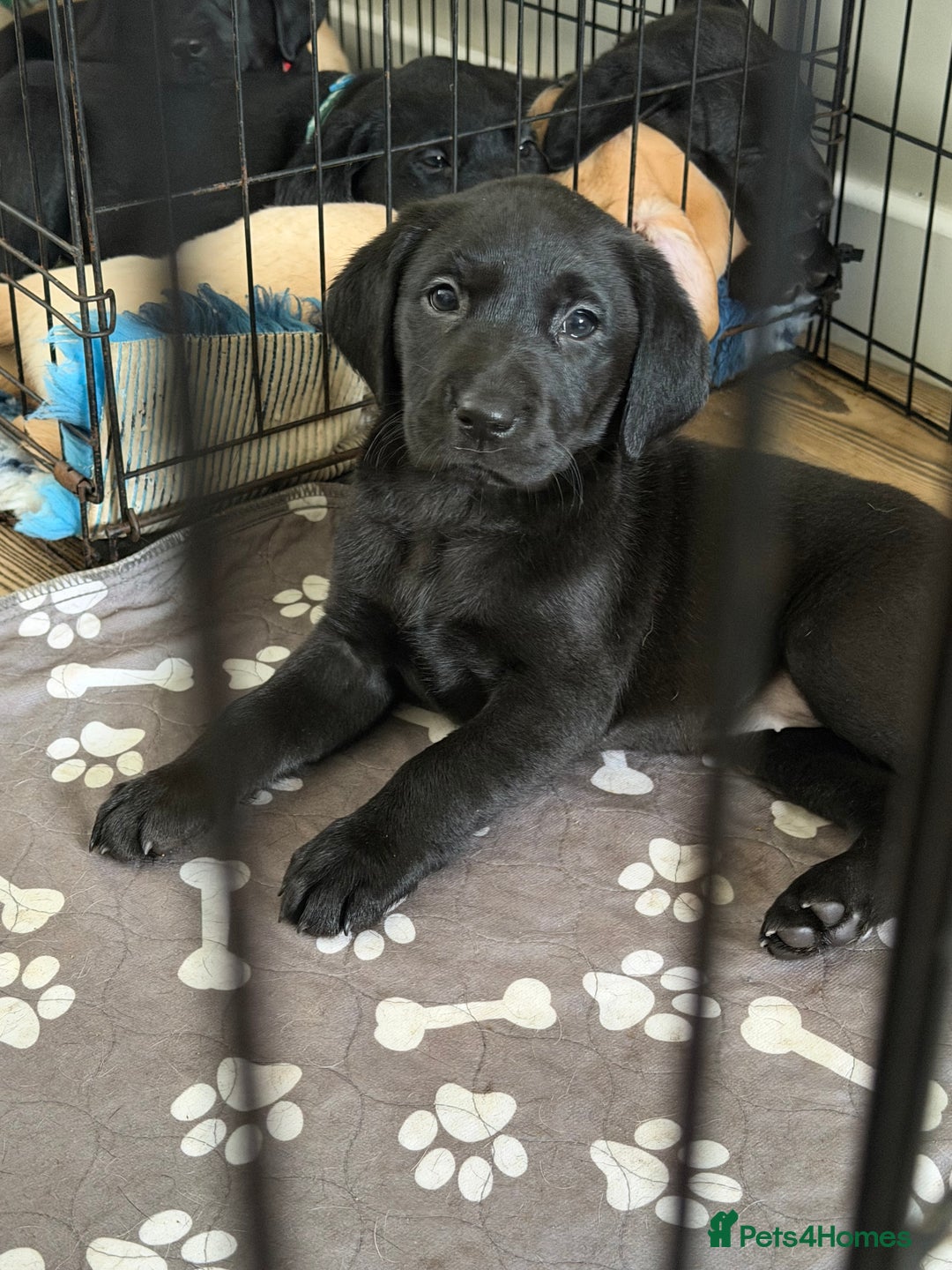 Labrador Retriever dogs for sale: Beautiful labrador - last girl (yellow collar) - Image 16