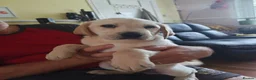 Labrador Retriever dogs for sale: Beautiful Labrador puppies  - Advert 4