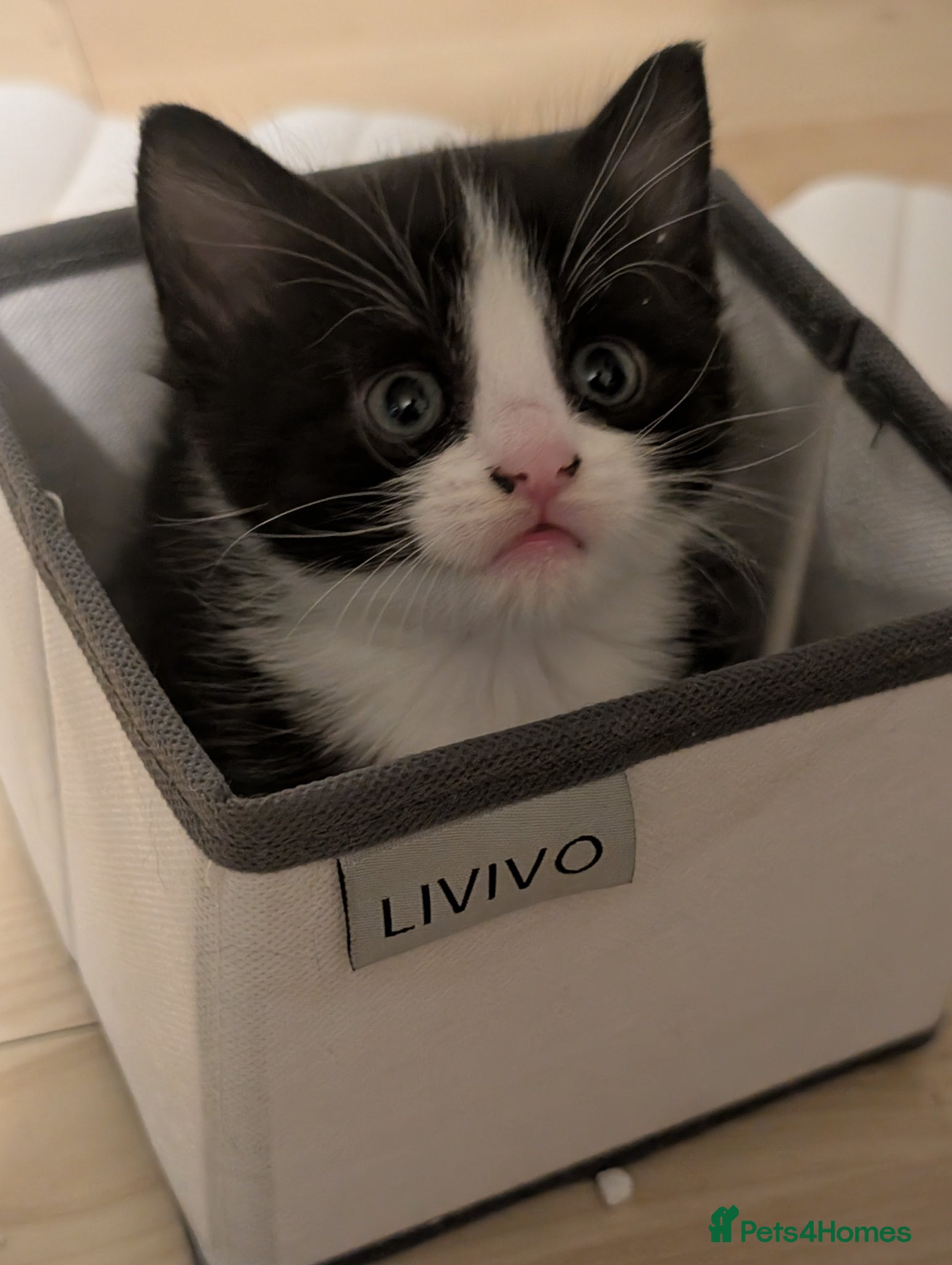 Domestic Shorthair cats for sale: 🖤 LAST KITTEN REMAINING – Midnight 🖤 - Advert 10
