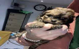 Shihpoo dogs for sale: Payment plans available Toy shihpoo puppies  - Image 1