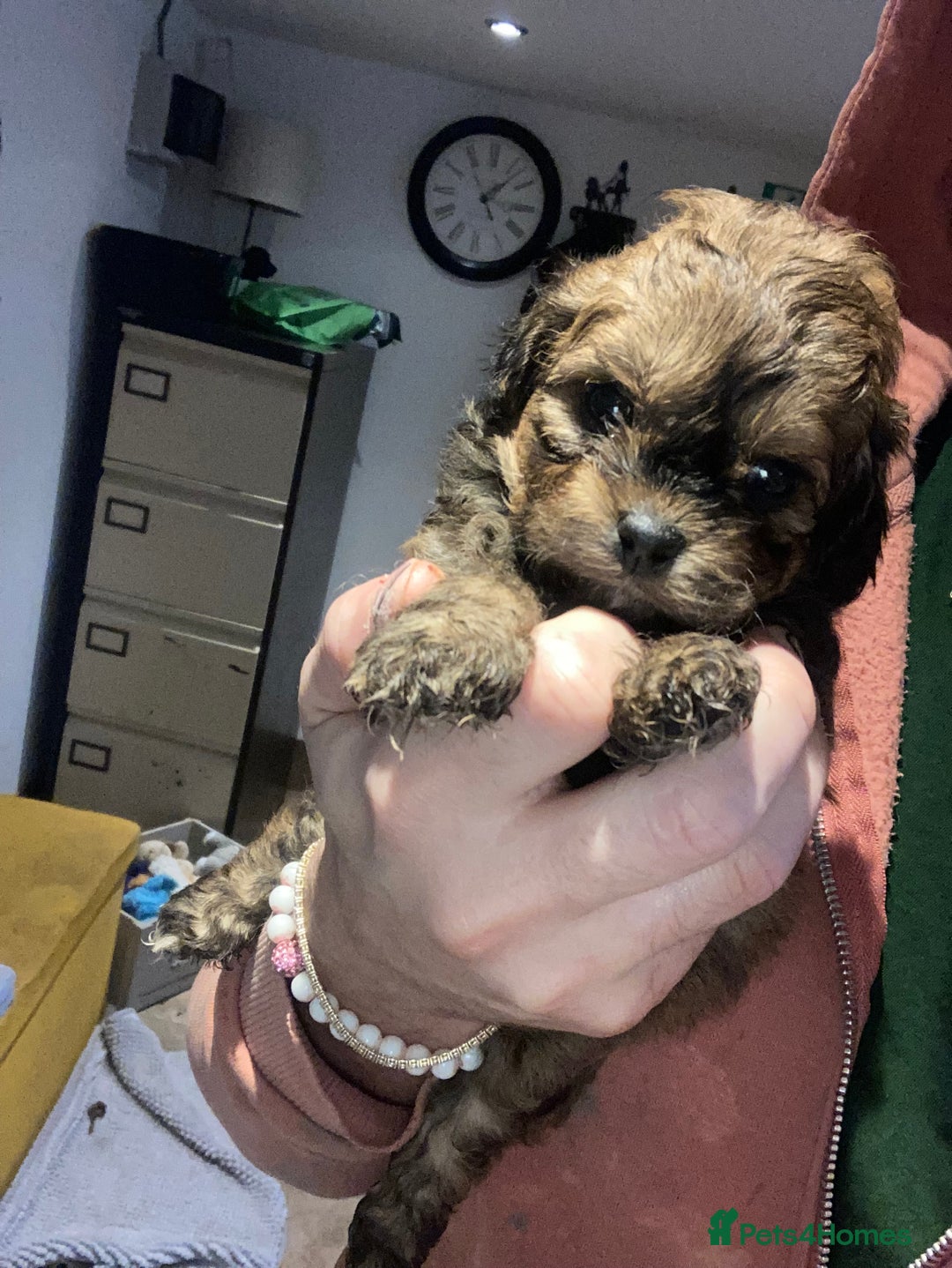 Shihpoo dogs for sale: Payment plans available Toy shihpoo puppies  - Image 1