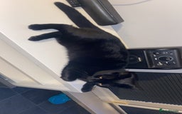 Bombay cats for sale: Cat for sale - Mowgli  - Advert 2