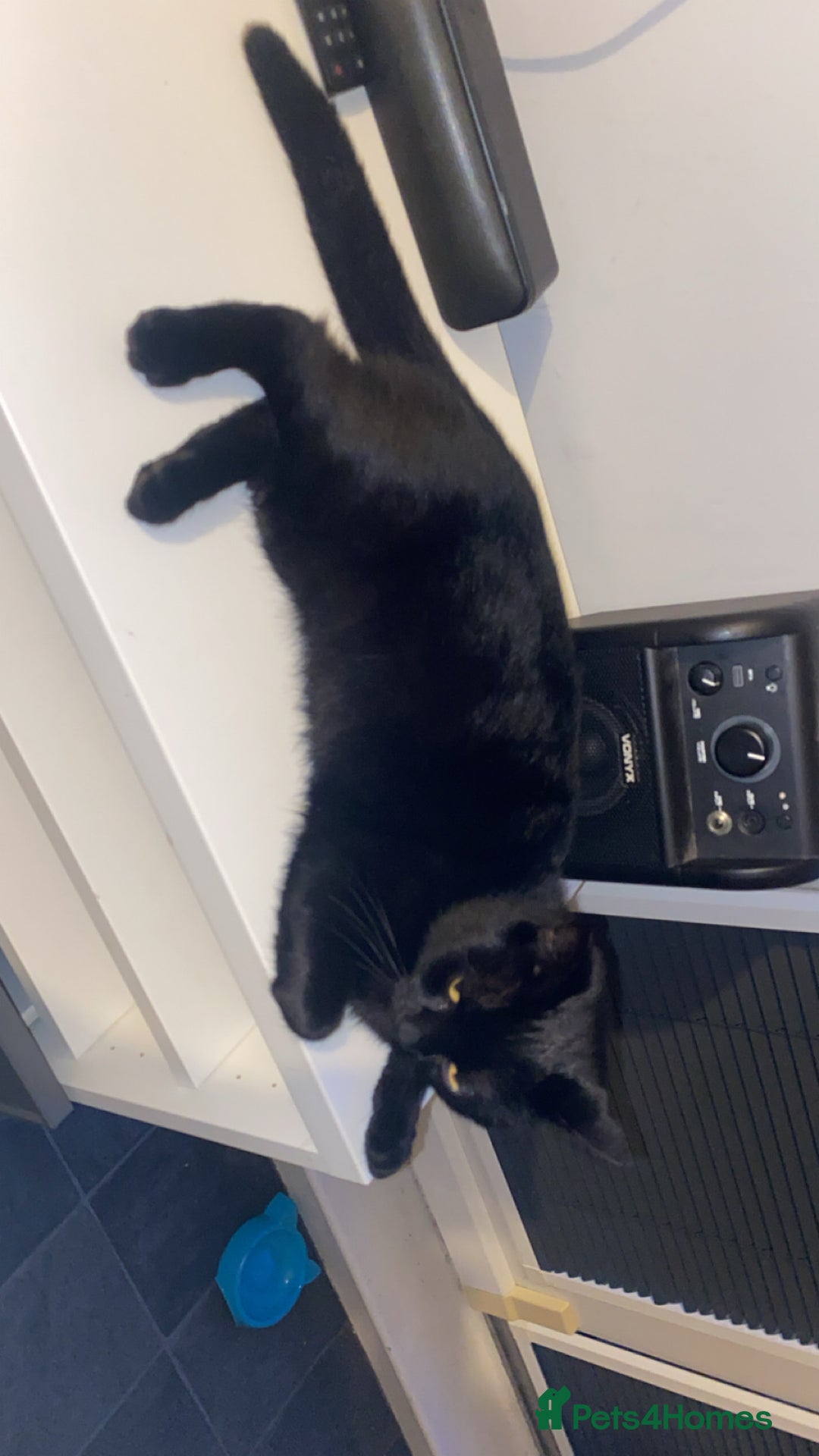 Bombay cats for sale: Cat for sale - Mowgli  - Advert 2