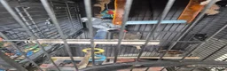 Parrots birds for sale: Congo African grey parrot - Advert 2