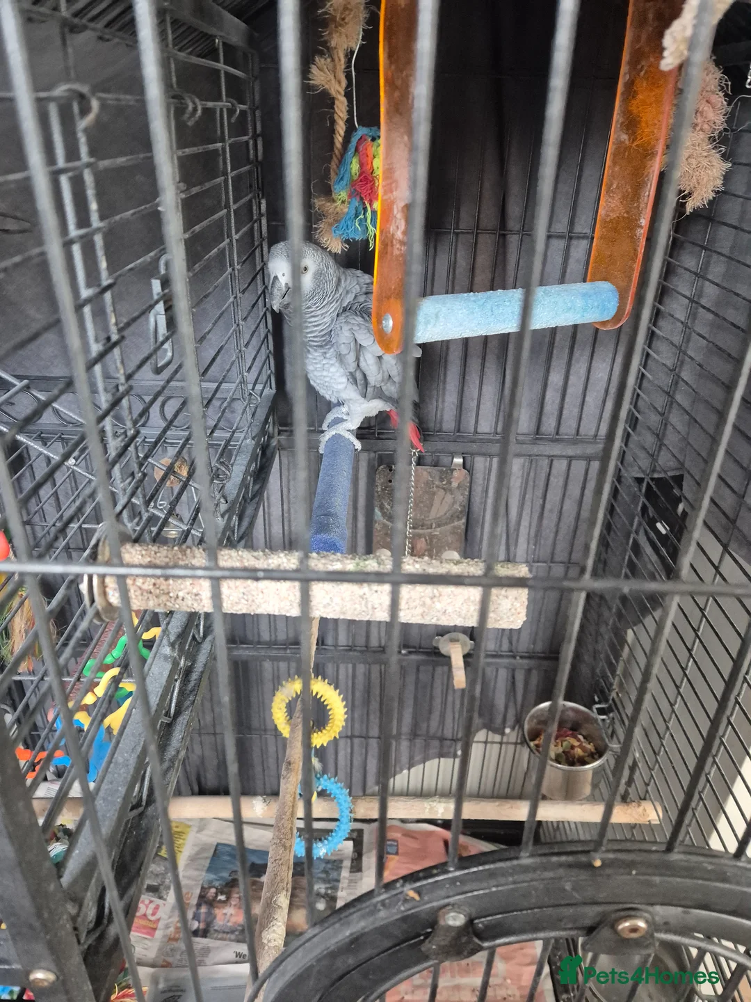 Parrots birds for sale: Congo African grey parrot - Advert 2