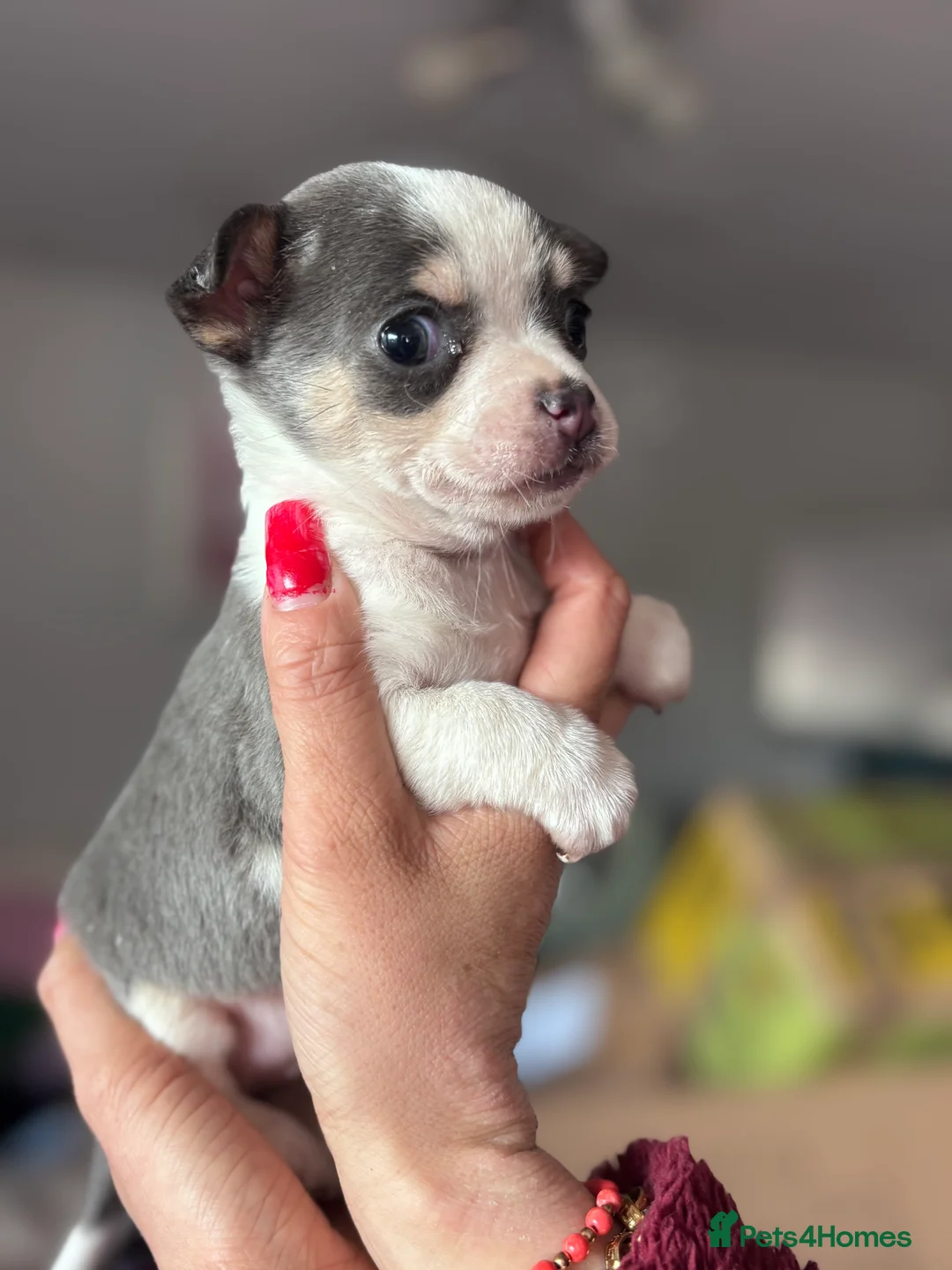 Jack Chi dogs for sale: 3/4 chihuahua 1/4 jack  in Leigh-on-Sea - Advert 9