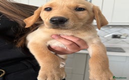 Labrador Retriever dogs for sale: 🐶 Stunning Fox Red & Yellow Labrador Puppies 🐶 - Image 6