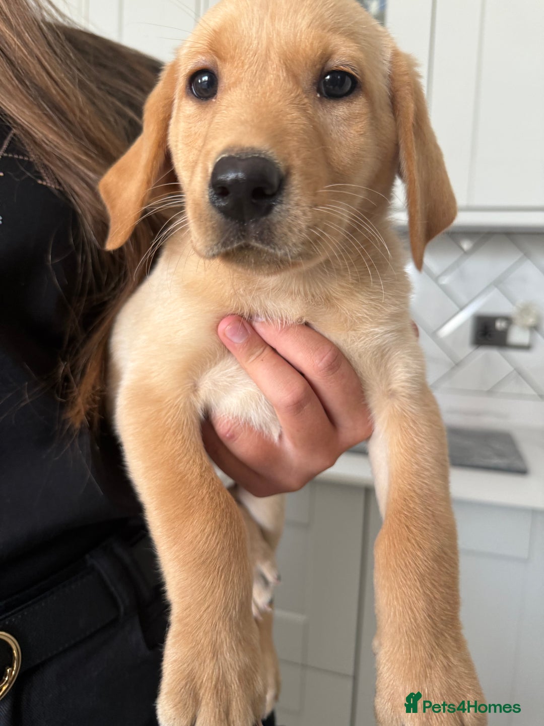 Labrador Retriever dogs for sale: 🐶 Stunning Fox Red & Yellow Labrador Puppies 🐶 - Image 6