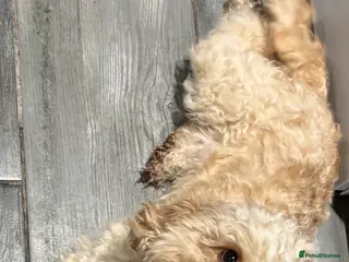 Cockapoo dogs 2 boys 2 girls left ready now💙💖 - Advert 2