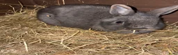 Netherland Dwarf rabbits for sale: Netherland Dwarf Kits  - Advert 3