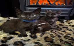 Egyptian Mau cats for sale: Smoke Egyptian MAU x Bengal spotted&marble kittens - Image 26