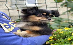 Mixed Breed dogs for adoption: 💖🐶 ELLA 🐶💖 - Image 5