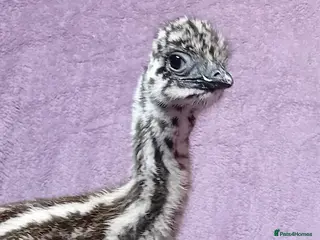 Emus poultry for sale: Emu Chicks for Sale - Advert 2