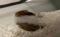 Hamster rodents for sale: Male Syrian hamster  - Image 5