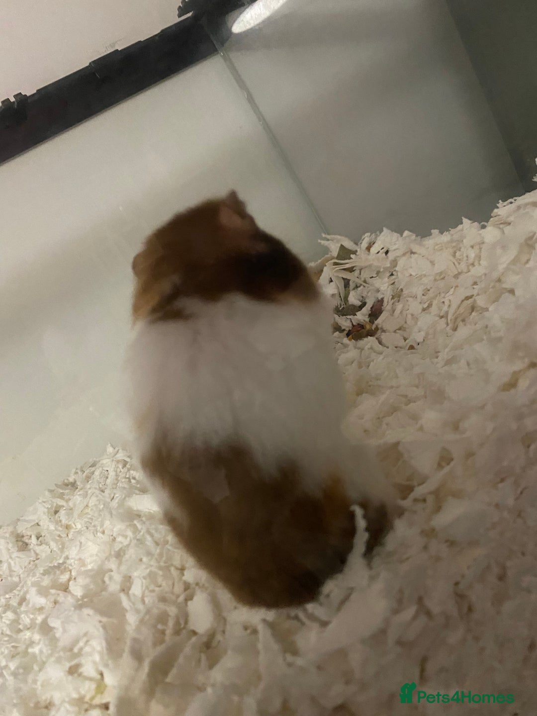 Hamster rodents for sale: Male Syrian hamster  - Image 5