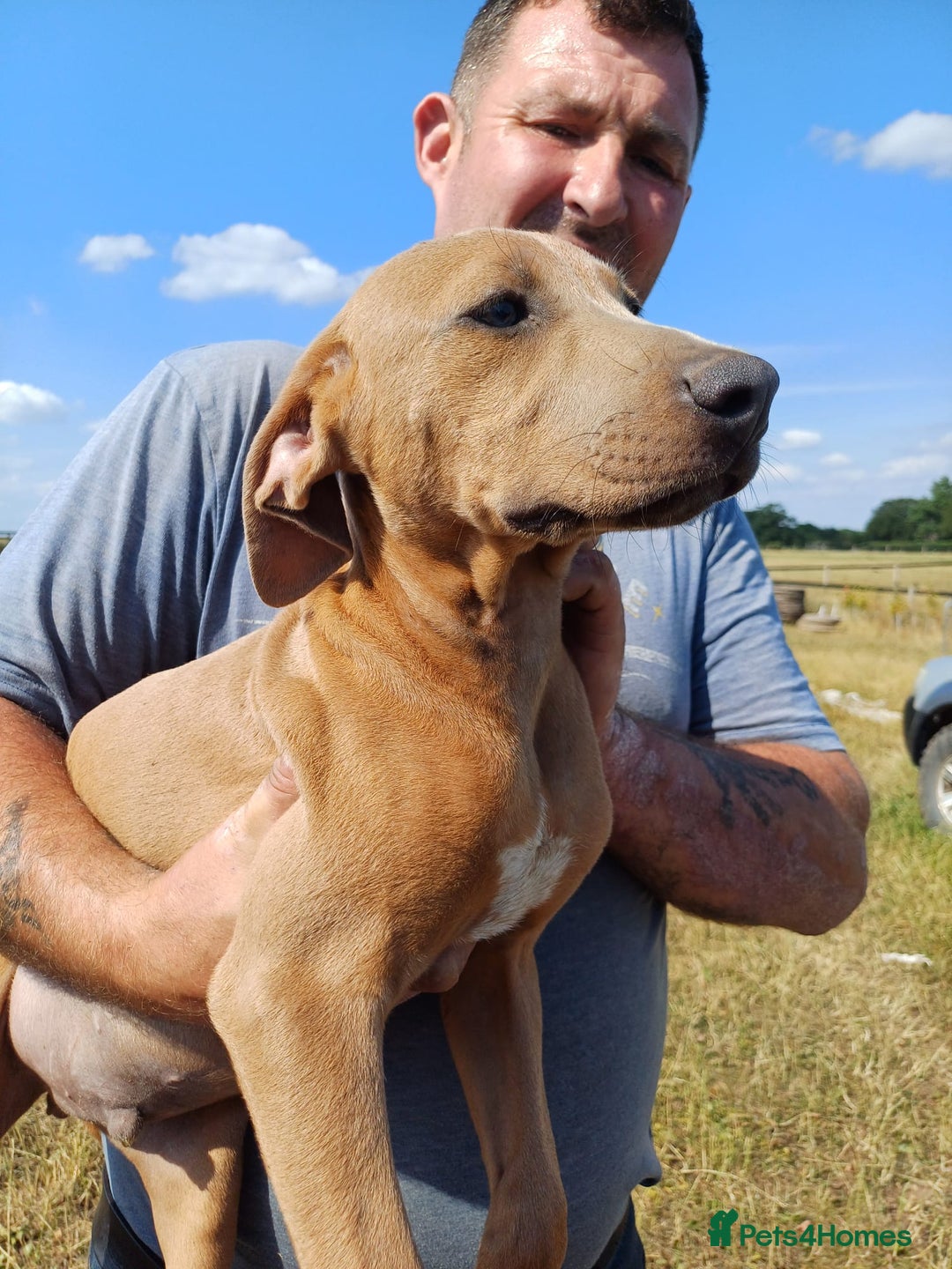 Mixed Breed dogs for sale: Texas Lacy Game Dogs - Image 8
