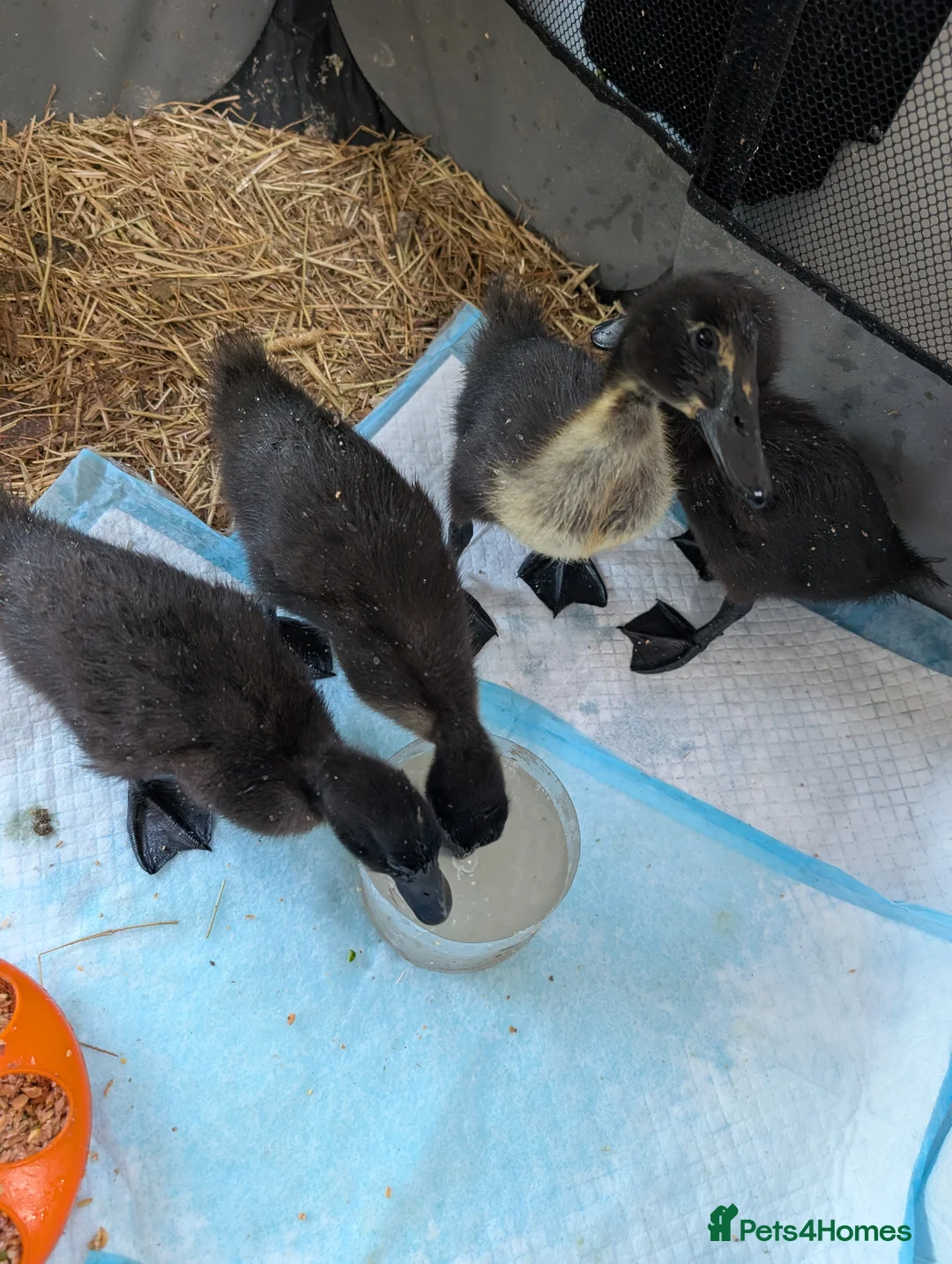 Ducks poultry for sale: Cayuga ducklings  in Cambridge - Advert 2