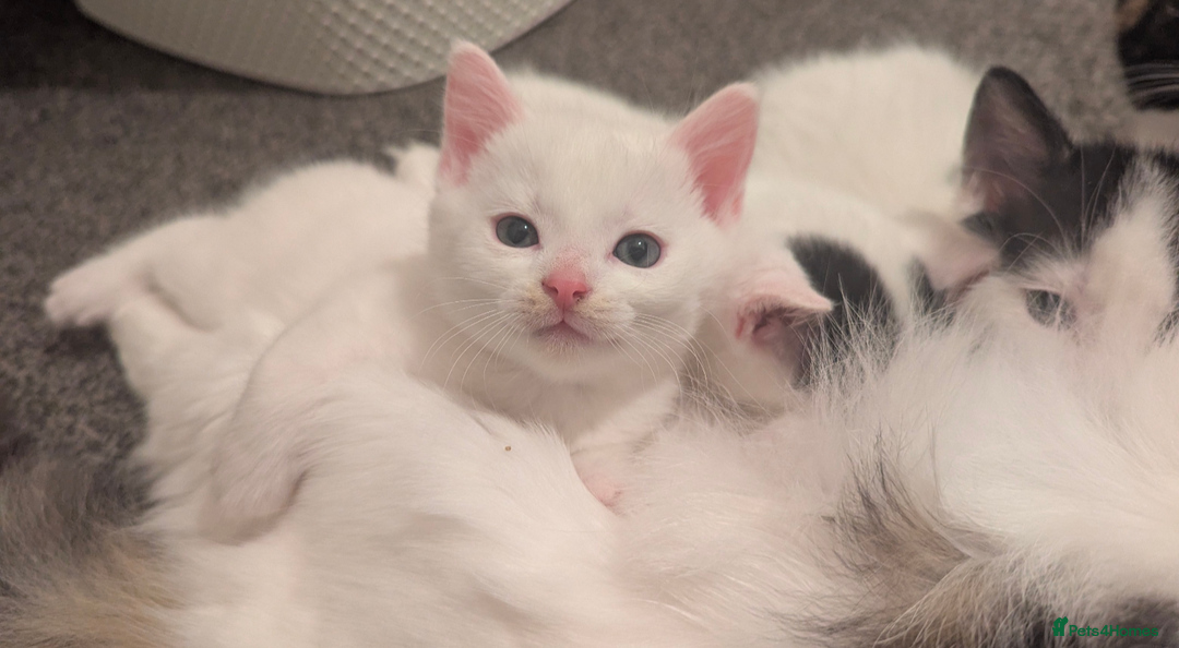 Mixed Breed cats for sale: White male kitten and 2 female kittens - Image 3