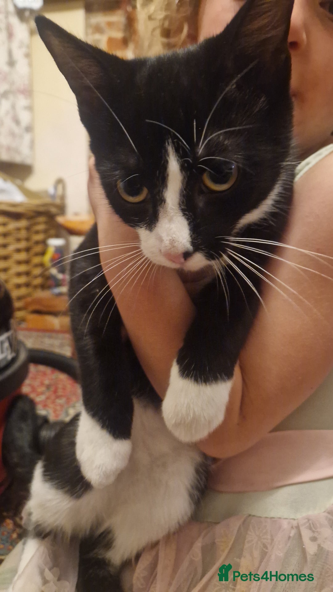 Mixed Breed cats for sale: Betty and Teddy looking for their forever home - Image 2