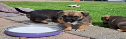 Border Terrier dogs for sale: Border terrier puppies  - Advert 7