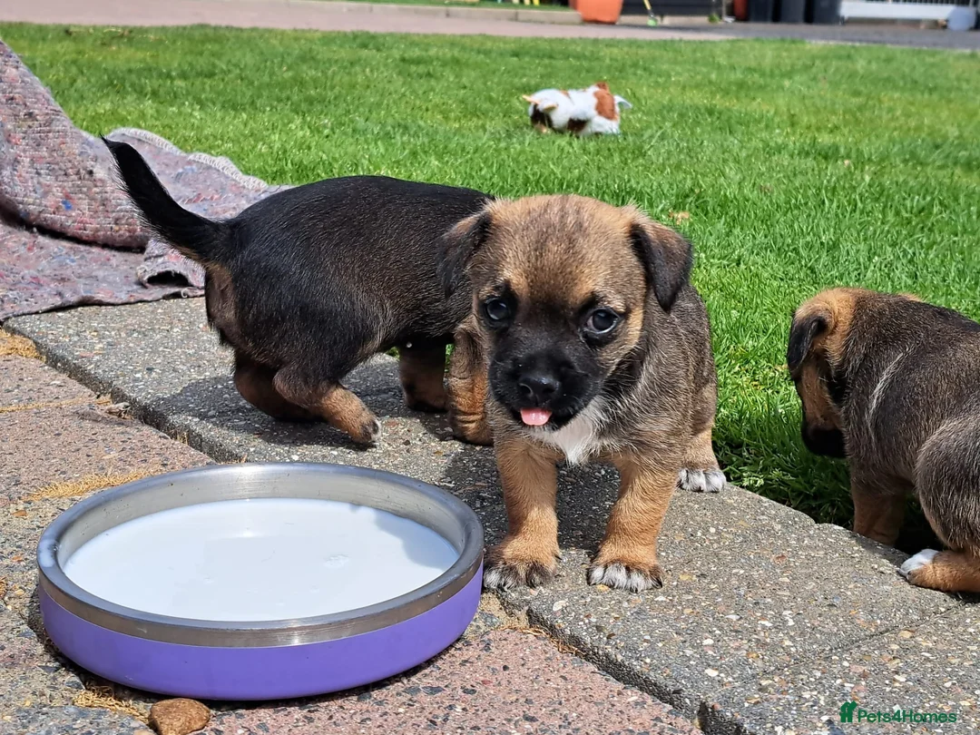 Border Terrier dogs for sale: Border terrier puppies  - Advert 7