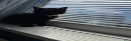 Maine Coon cats for sale: 3 quarter Mainecoon in Workington - Advert 6