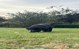 Labrador Retriever dogs for sale: One Beautiful Black Labrador Puppy Available - Image 5