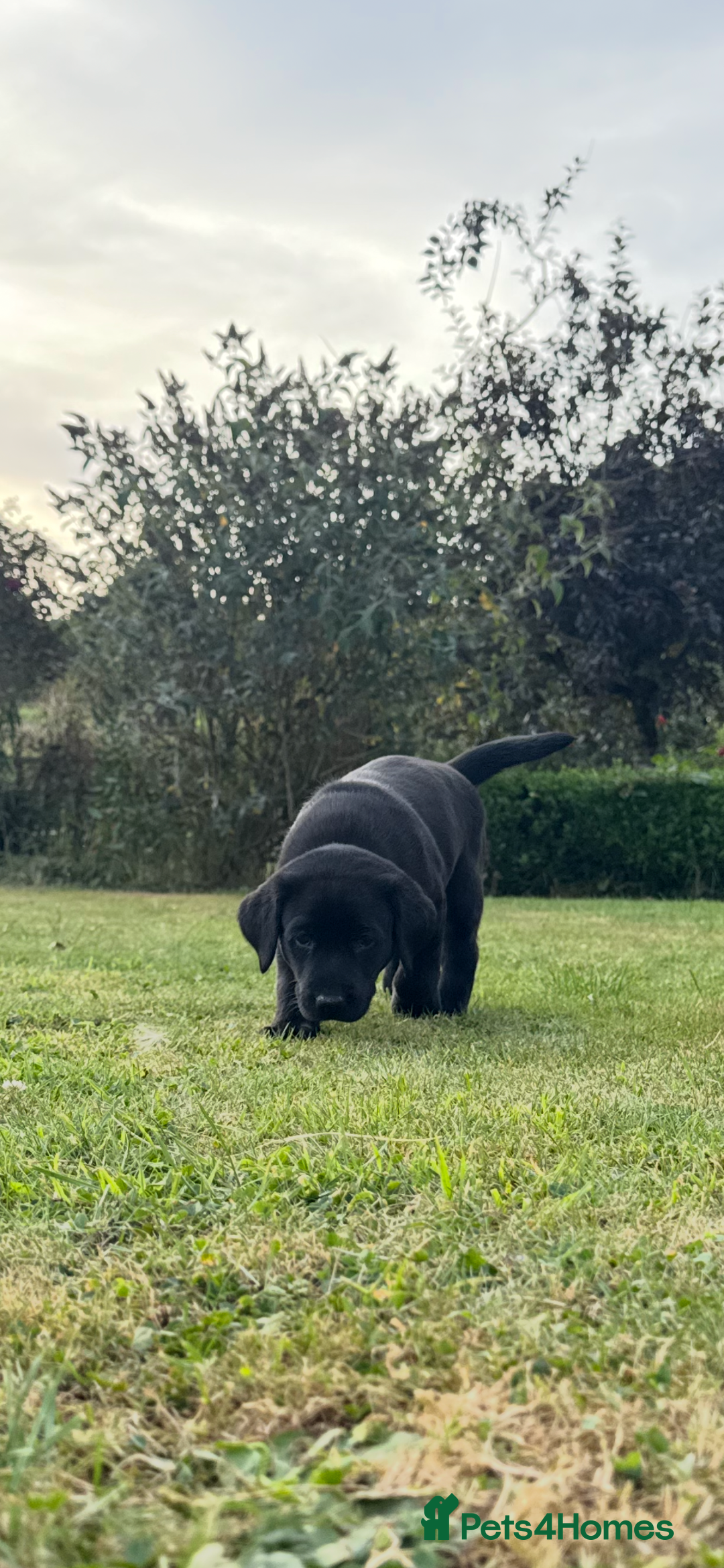 Labrador Retriever dogs for sale: One Beautiful Black Labrador Puppy Available - Image 5