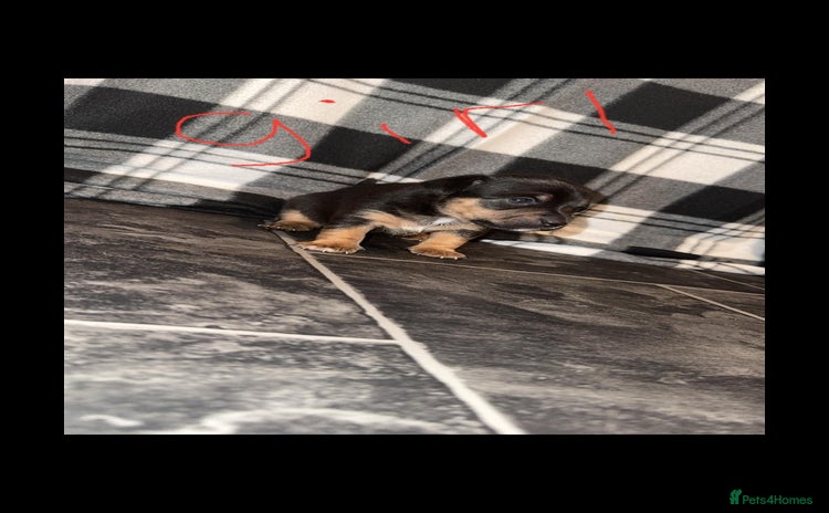 Jack Russell dogs in Blackpool - Advert 1