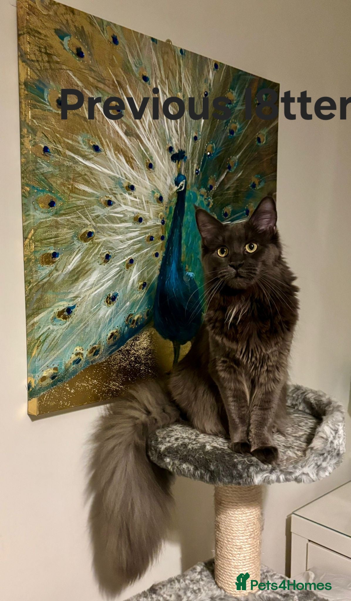 Maine Coon cats GCCF registered Blue  Maine coon litter  - Advert 7