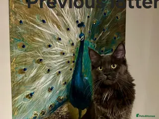 Maine Coon cats GCCF registered Blue Maine coon litter - Advert 4