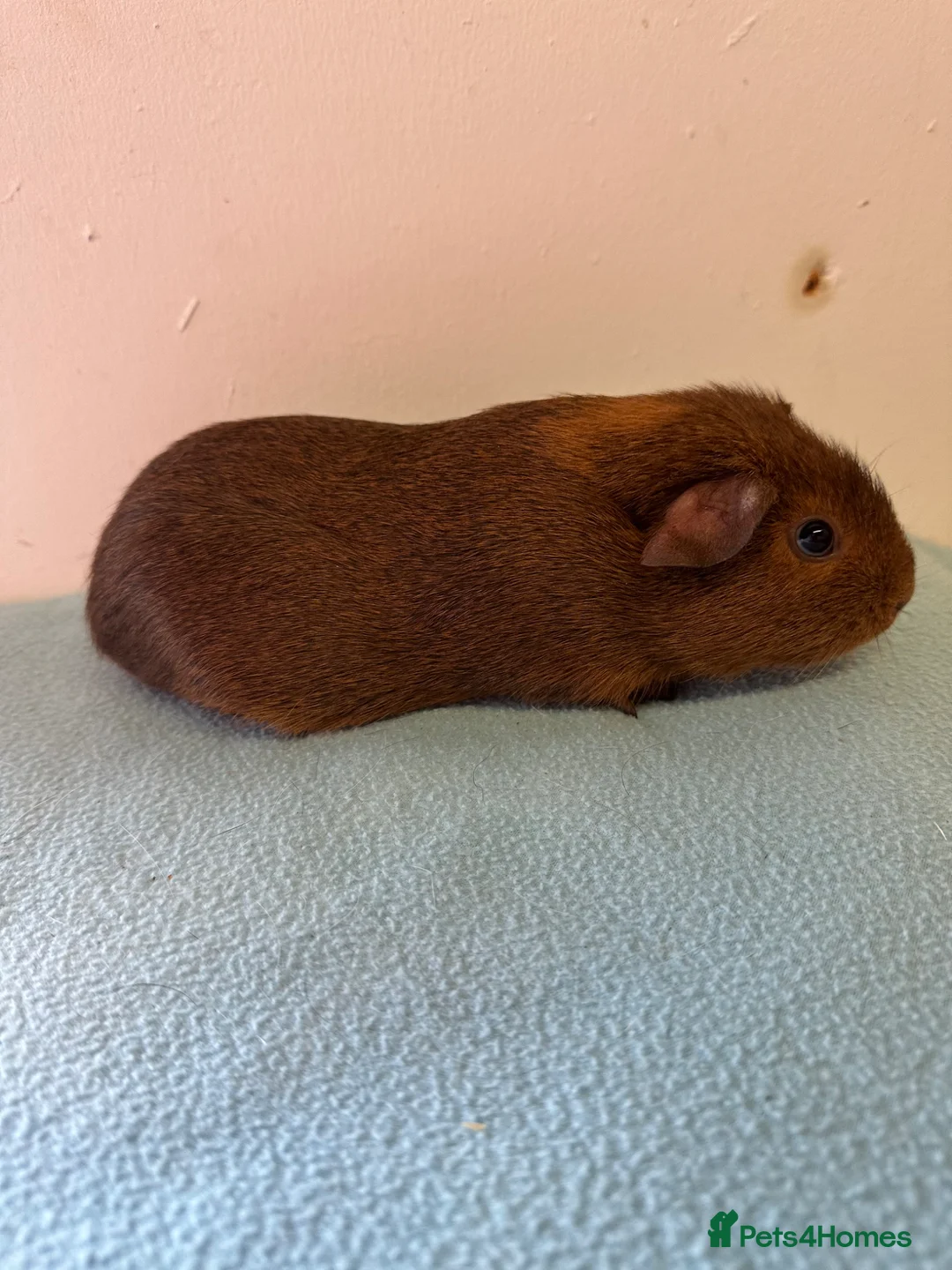 Guinea Pig rodents for sale: Baby girls  - Advert 2