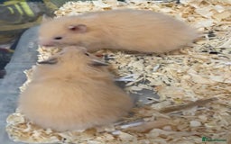 Hamster rodents for sale: Baby Syrian hamsters from show stock  - Image 21