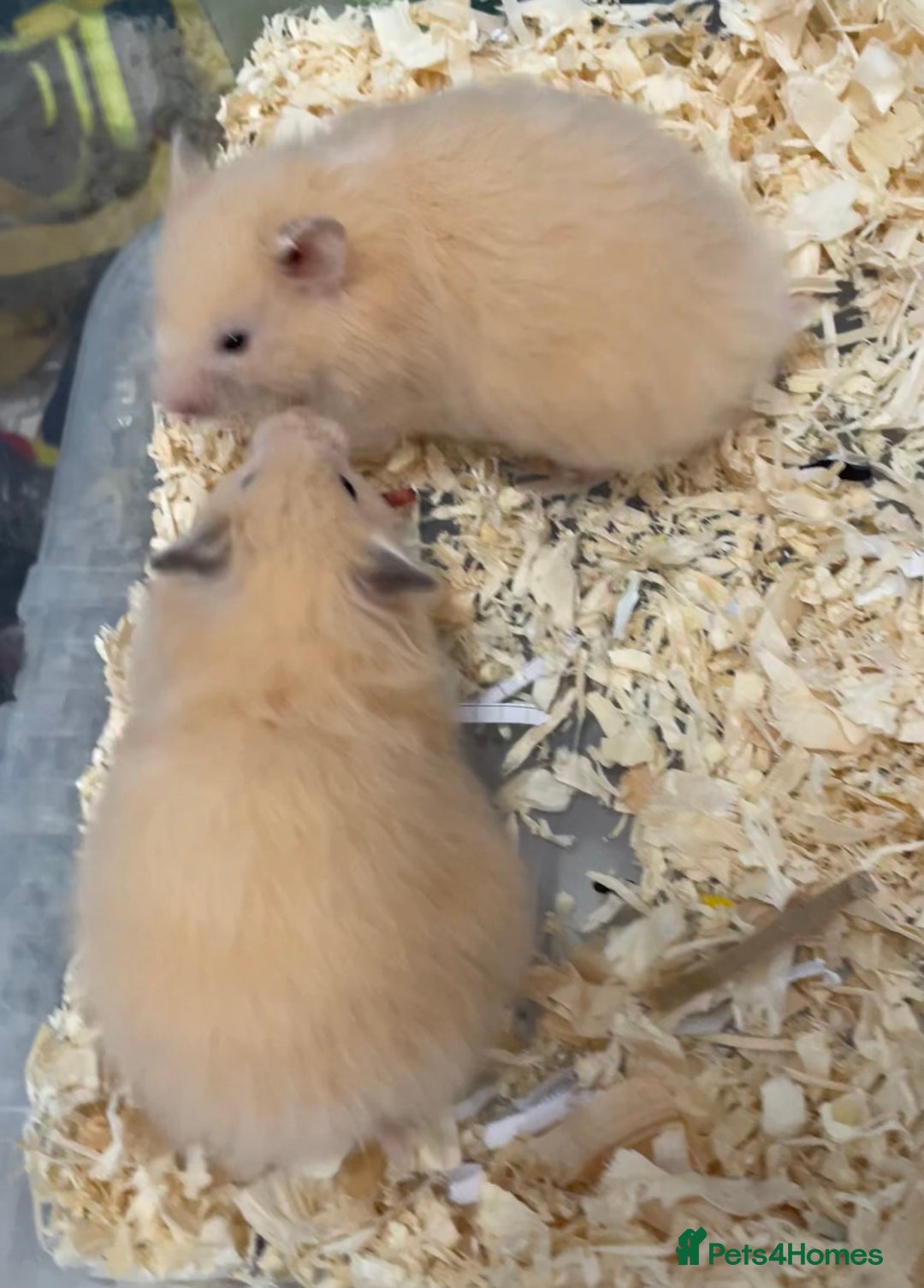Hamster rodents for sale: Baby Syrian hamsters from show stock  - Image 21