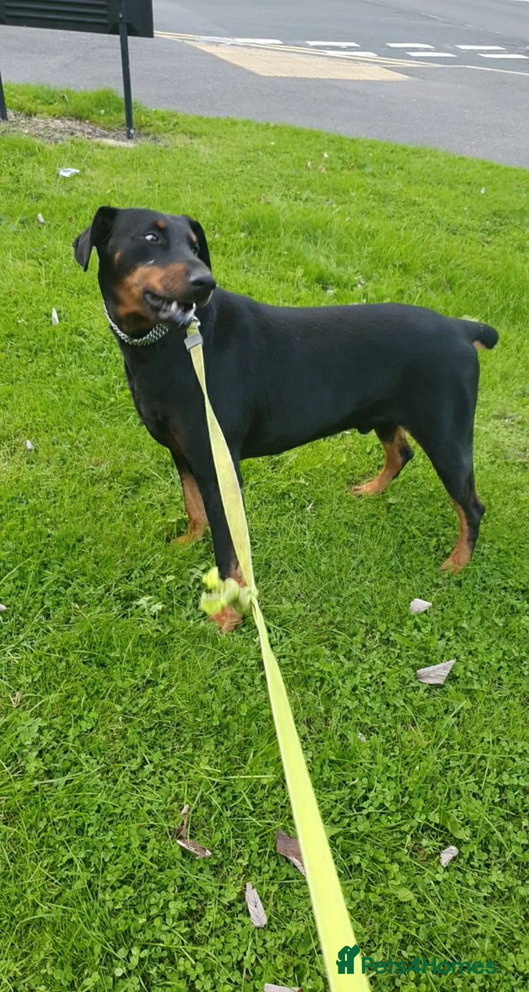 Dobermann dogs for stud: Doberman male in Bradford - Advert 3