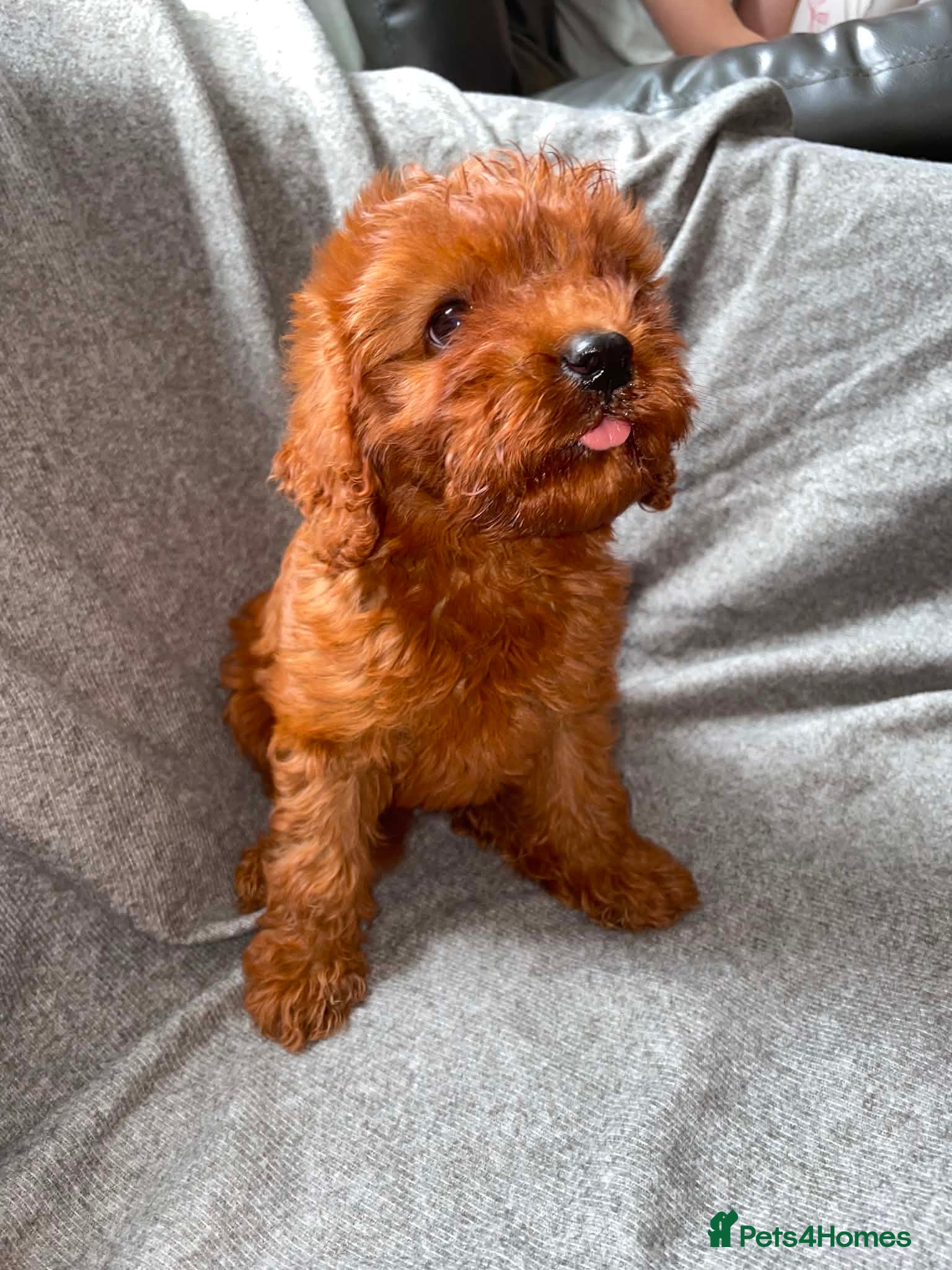 Cavapoo dogs Beautiful Red Cavapoo Girl – Ready Now - Advert 2