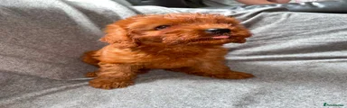 Cavapoo 1