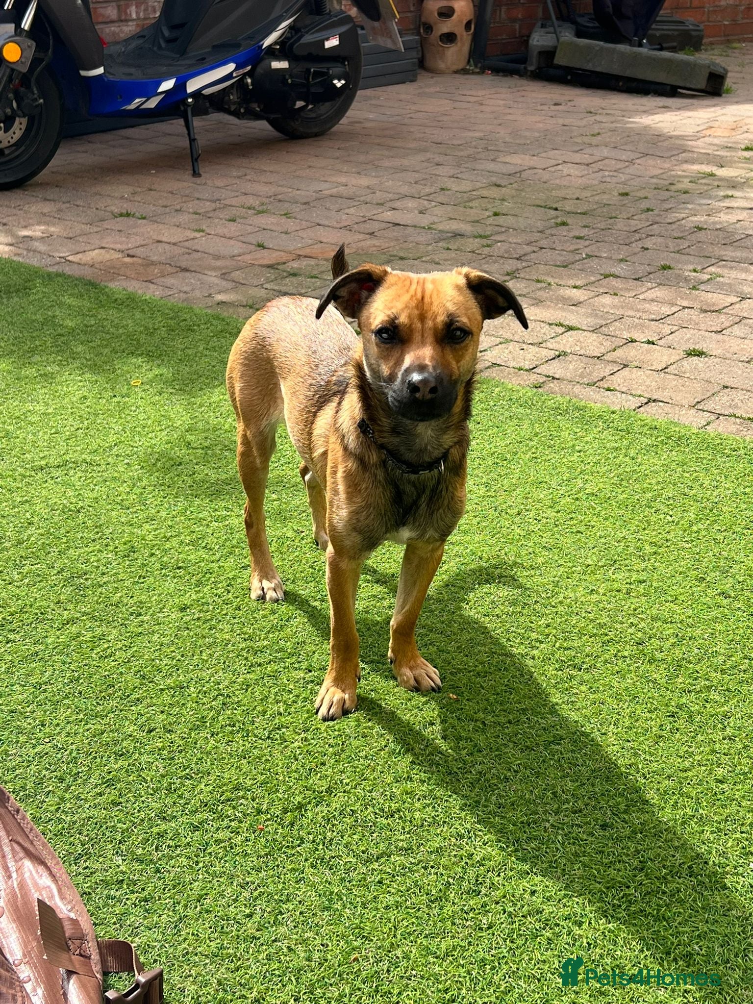 Mixed Breed dogs Meet COOKIE, a Lovely Puppy Girl for a Loving Home - Advert 6