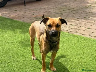 Mixed Breed dogs Meet COOKIE, a Lovely Puppy Girl for a Loving Home - Advert 6