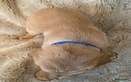Cockerdor dogs for sale: Adorable f1 cockerdor puppies - Image 27