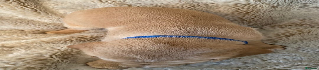 Cockerdor Puppy 4