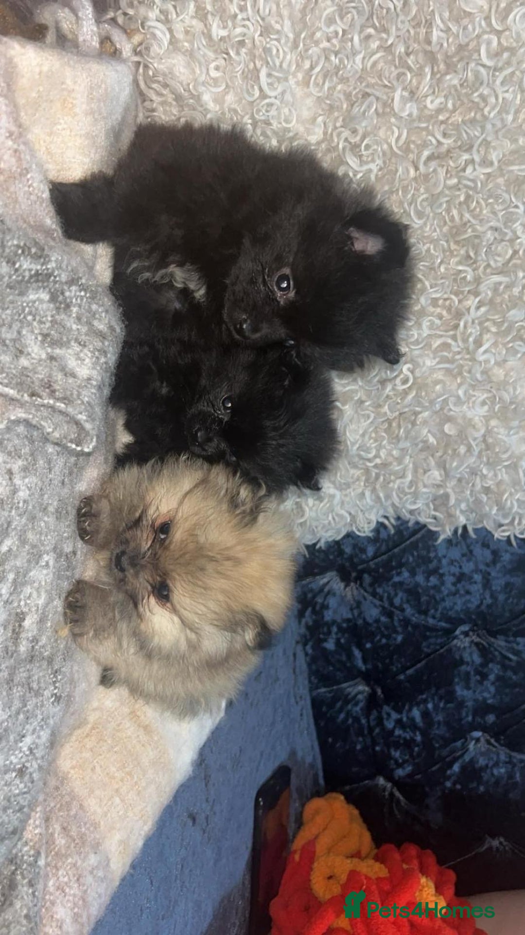 Pomeranian dogs for sale: Toy Pomeranian - Advert 20